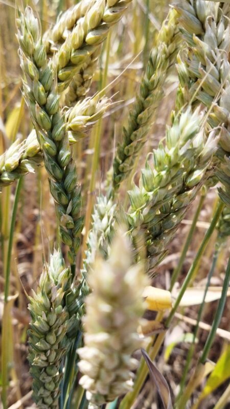 Яровая пшеница удобрения